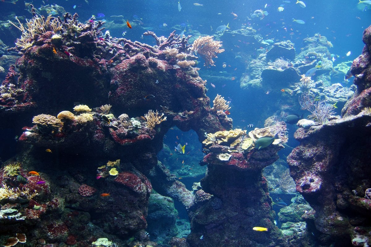 Steinhart Aquarium - Gallery Image 1